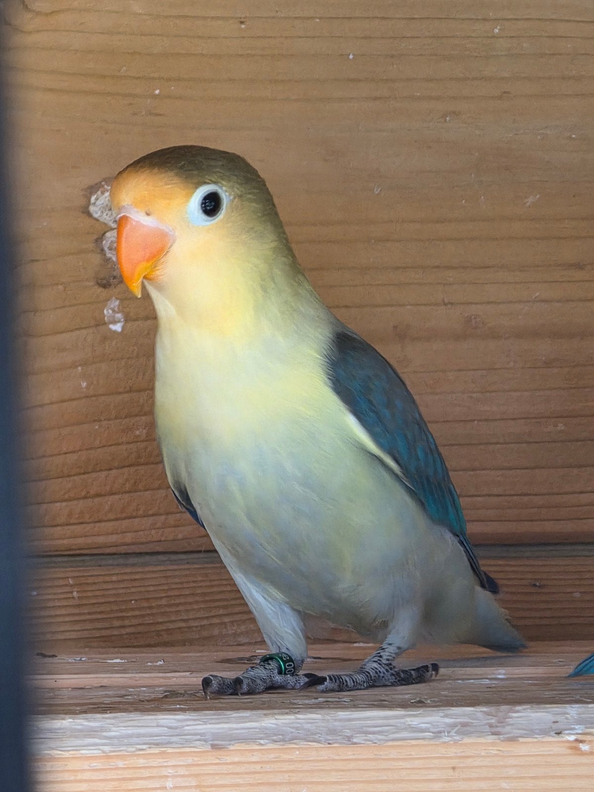 Agapornis fischeri turquoise euwing man 2026, Dieren en Toebehoren, Vogels | Parkieten en Papegaaien, Mannelijk, Dwergpapegaai of Agapornis