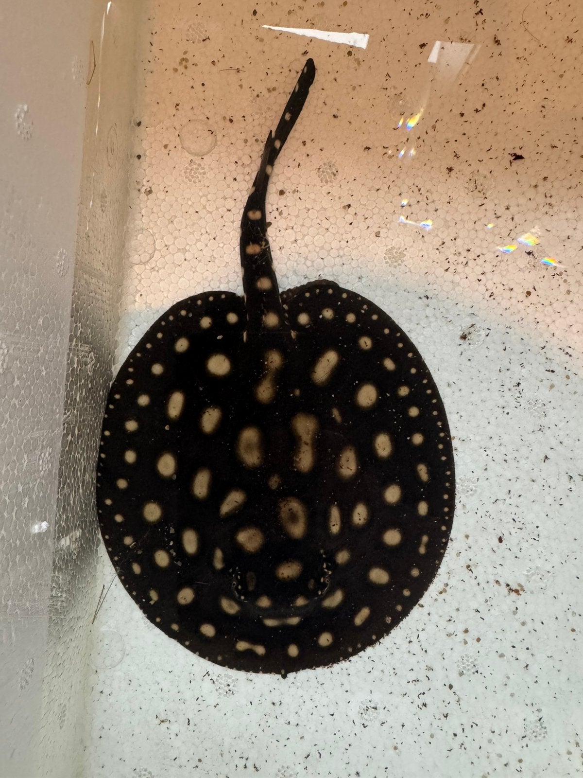 Couple de diamants noirs Potamotrygon 14 cm, Animaux & Accessoires, Poisson, Poisson d'eau douce