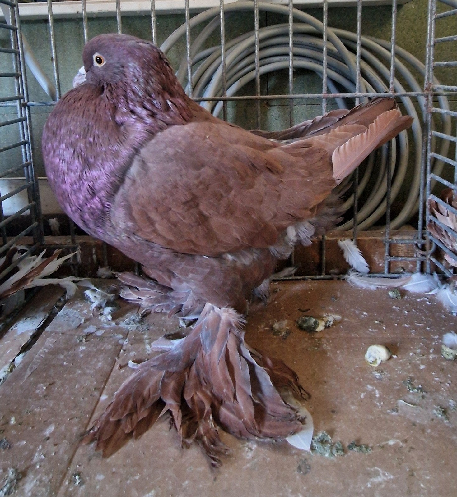 Gentse kroppers, Meerdere dieren, Overige soorten
