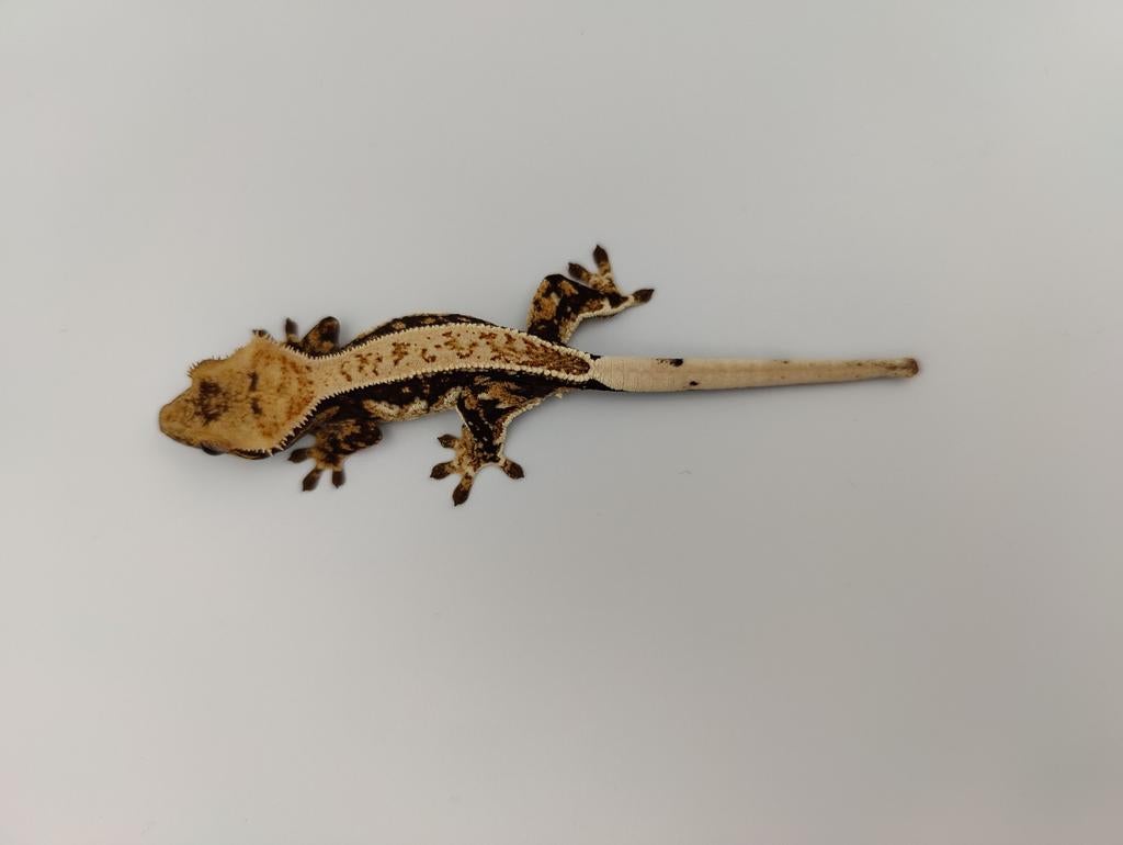Wimpergekko full pin drippy man, Dieren en Toebehoren
