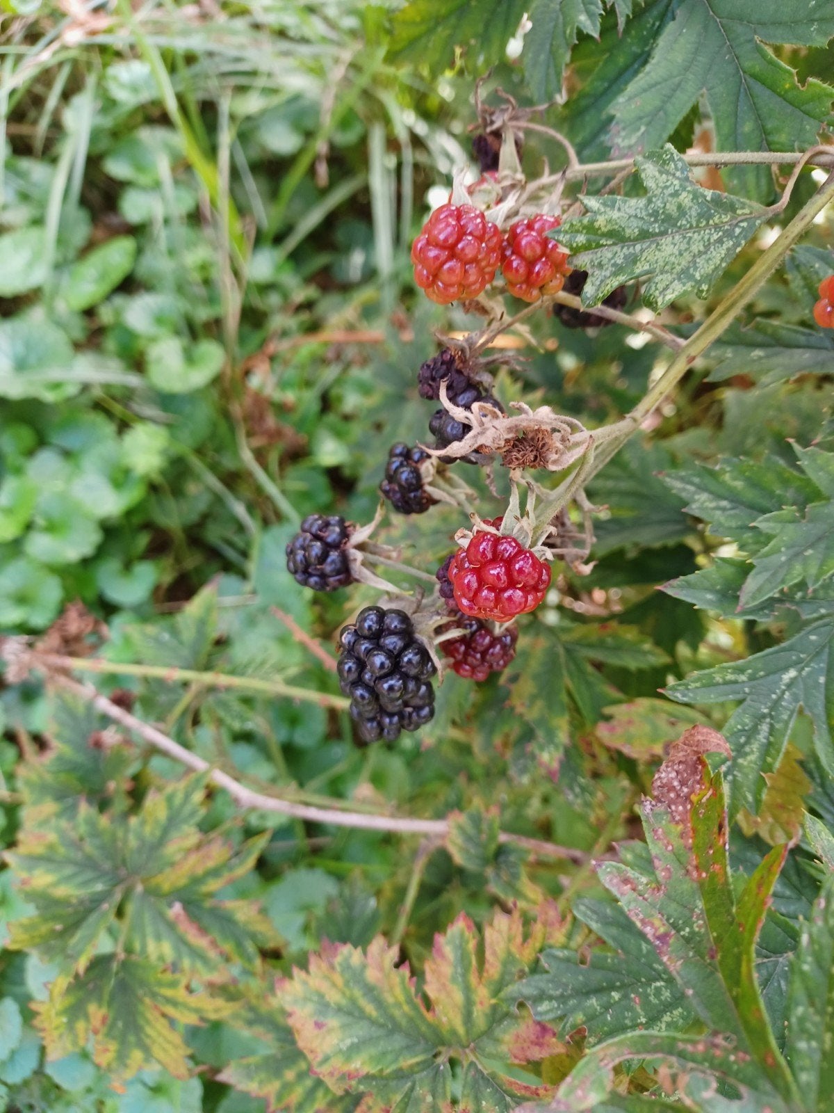 allerlei struiken met gezonde vruchten aan, Ophalen