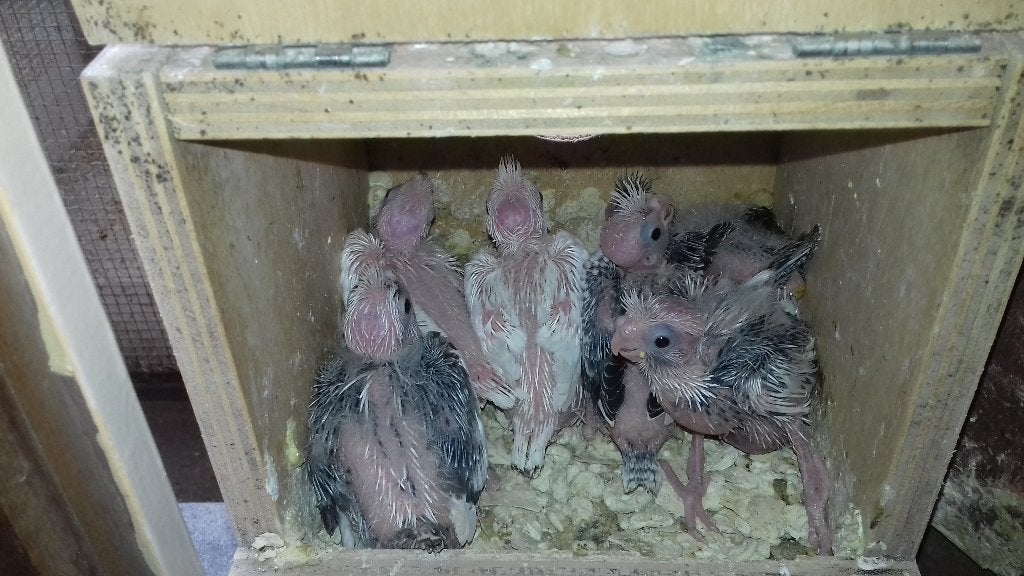 1 valkparkietje om handtam te maken, Dieren en Toebehoren
