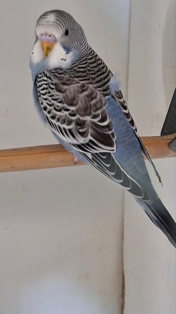 Grijze split blackwing, Dieren en Toebehoren, Vogels | Parkieten en Papegaaien