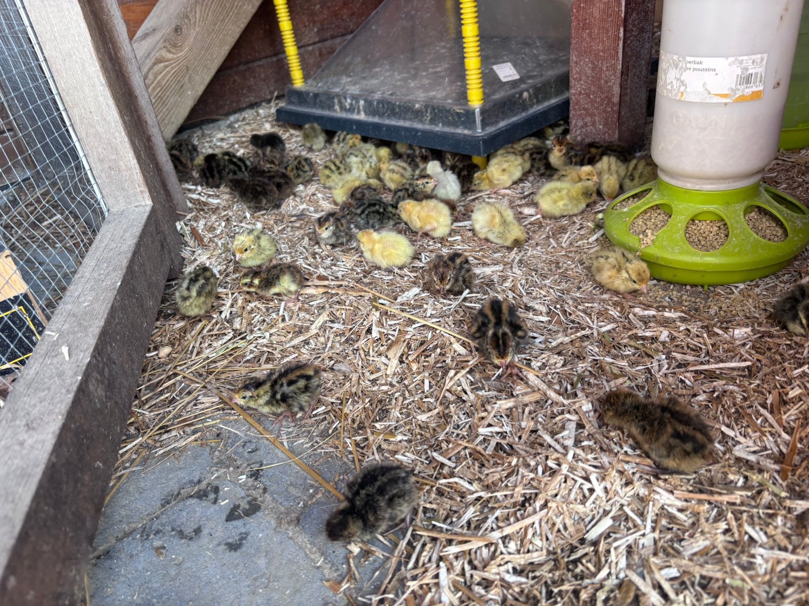 Kuikens japanse kwartel, Dieren en Toebehoren