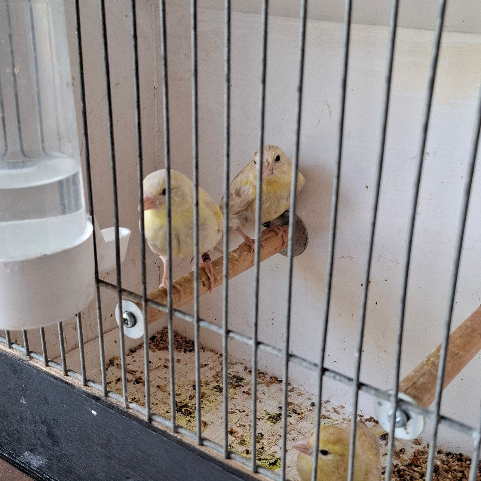 Kanaries, Dieren en Toebehoren, Vogels | Kanaries