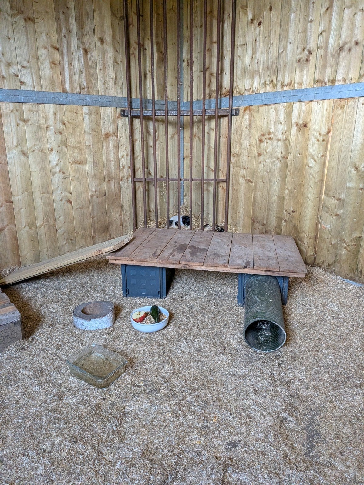 cavia zeugjes gezocht, Dieren en Toebehoren, Januari, Cavia