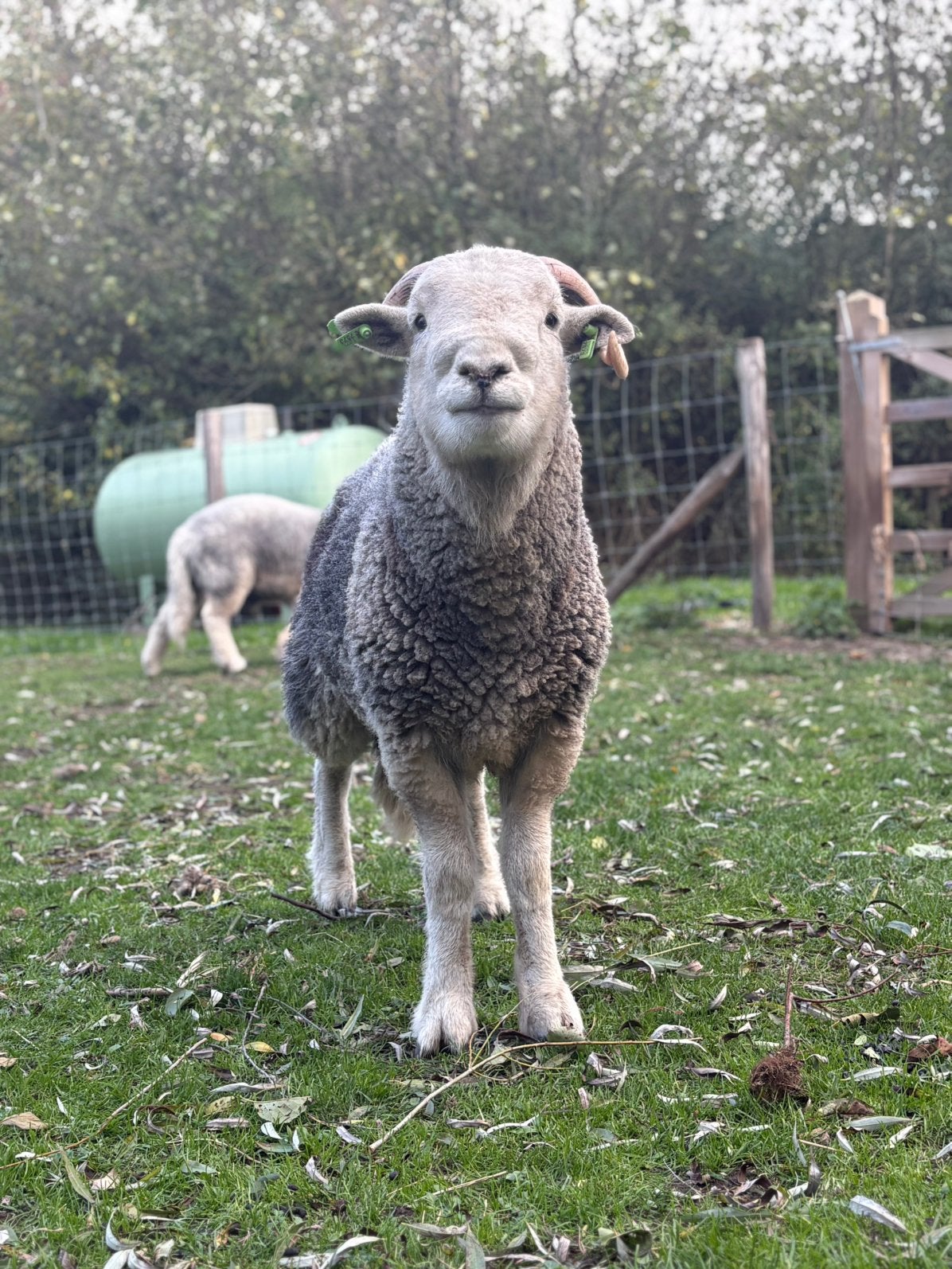 Herdwick schapen raszuiver te koop