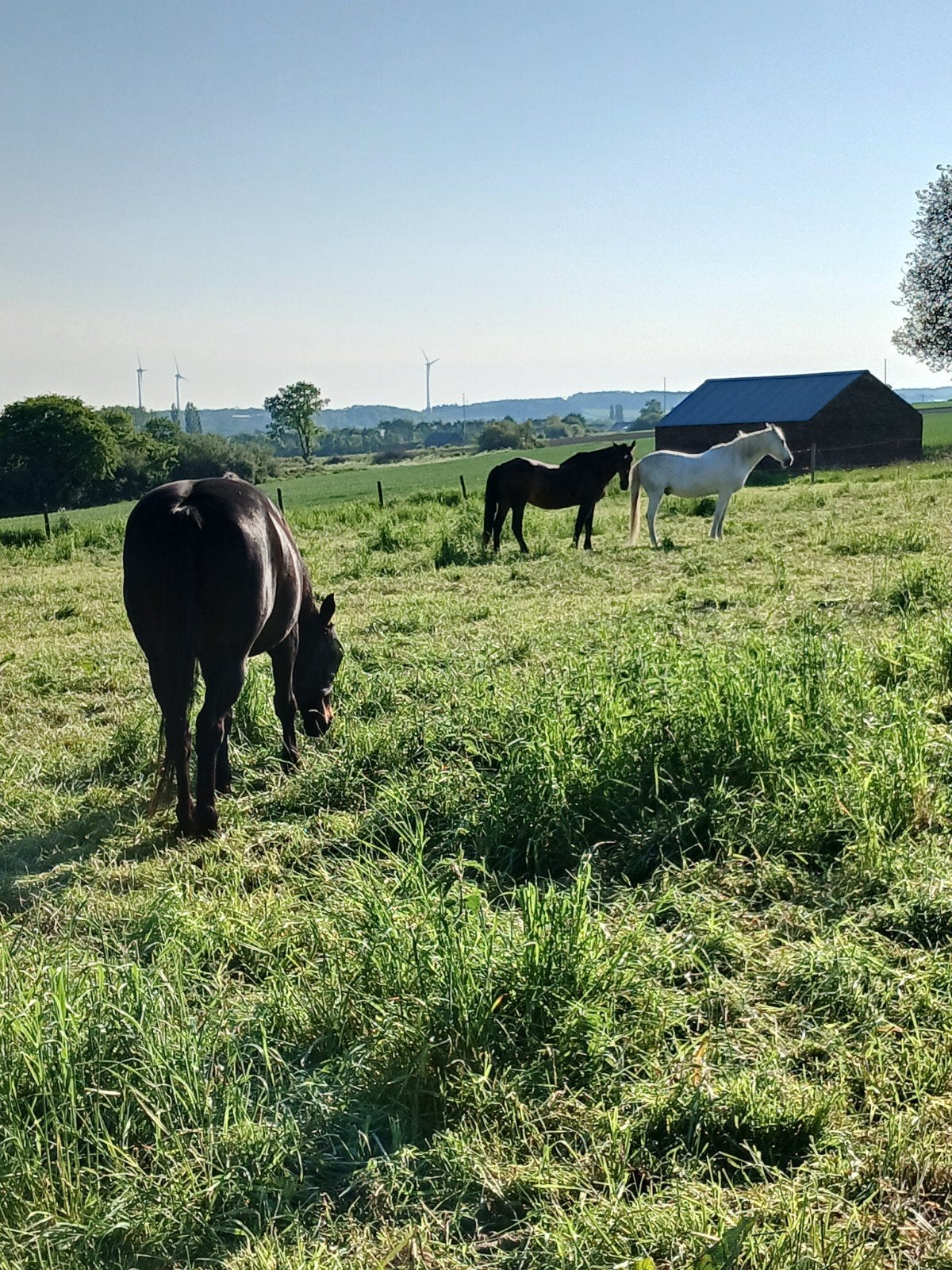 Pension / pause ou vacances en prairie, Animaux & Accessoires, Box & Pâturages