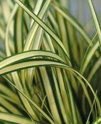 Carex Evergold, Tuin en Terras, Planten | Tuinplanten, Ophalen, Halfschaduw
