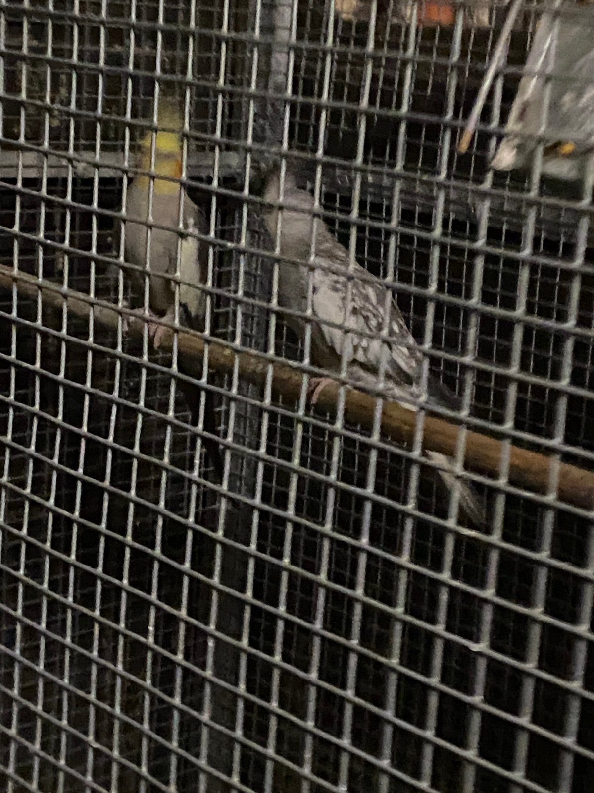 Kweek koppel valkparkieten, Dieren en Toebehoren