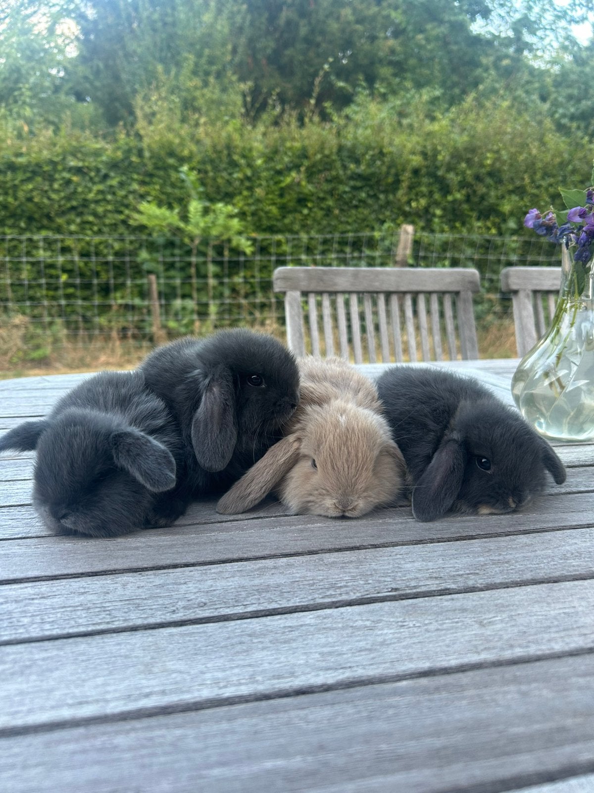 Lieve jonge hangoor konijntjes, Plusieurs animaux, Petit, Oreilles tombantes, 0 à 2 ans