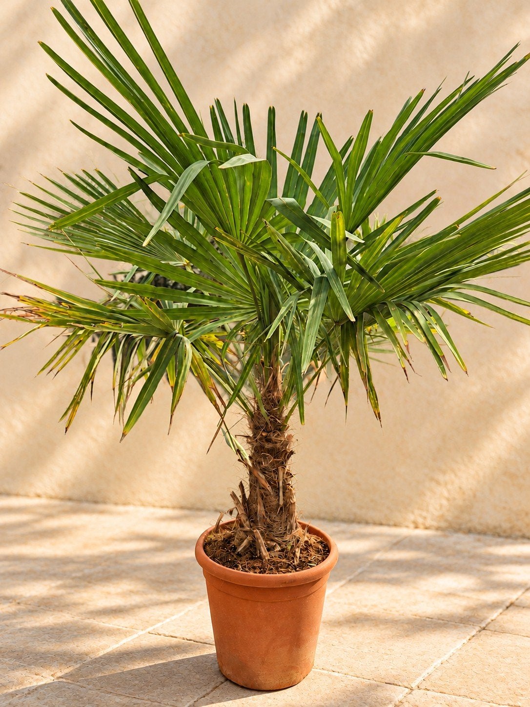 Winterharde palmboom Trachycarpus Fortunei, Tuin en Terras, Ophalen, Palmboom