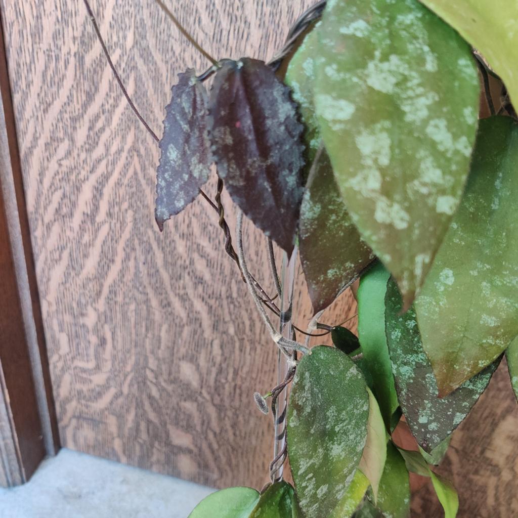 Hoya caudata sumatra cuttings, Maison & Meubles, Plantes d'intérieur, Enlèvement ou Envoi