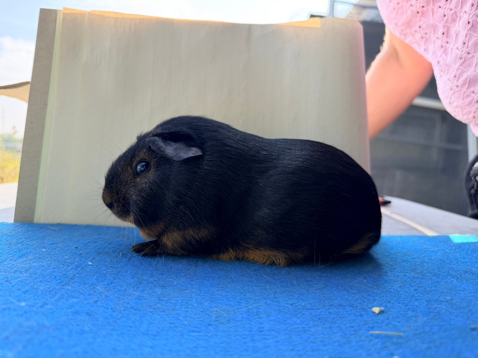 Gladhaar zwart/slate tan koppel, Domestique, Plusieurs animaux, Mai, Cobaye
