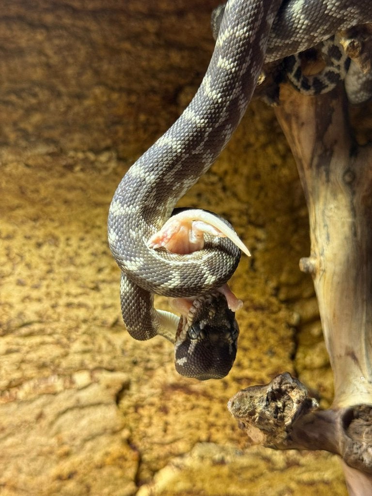 1.0 Morelia carinata / Rough scaled Python, Slang, Met terrarium, 3 tot 6 jaar