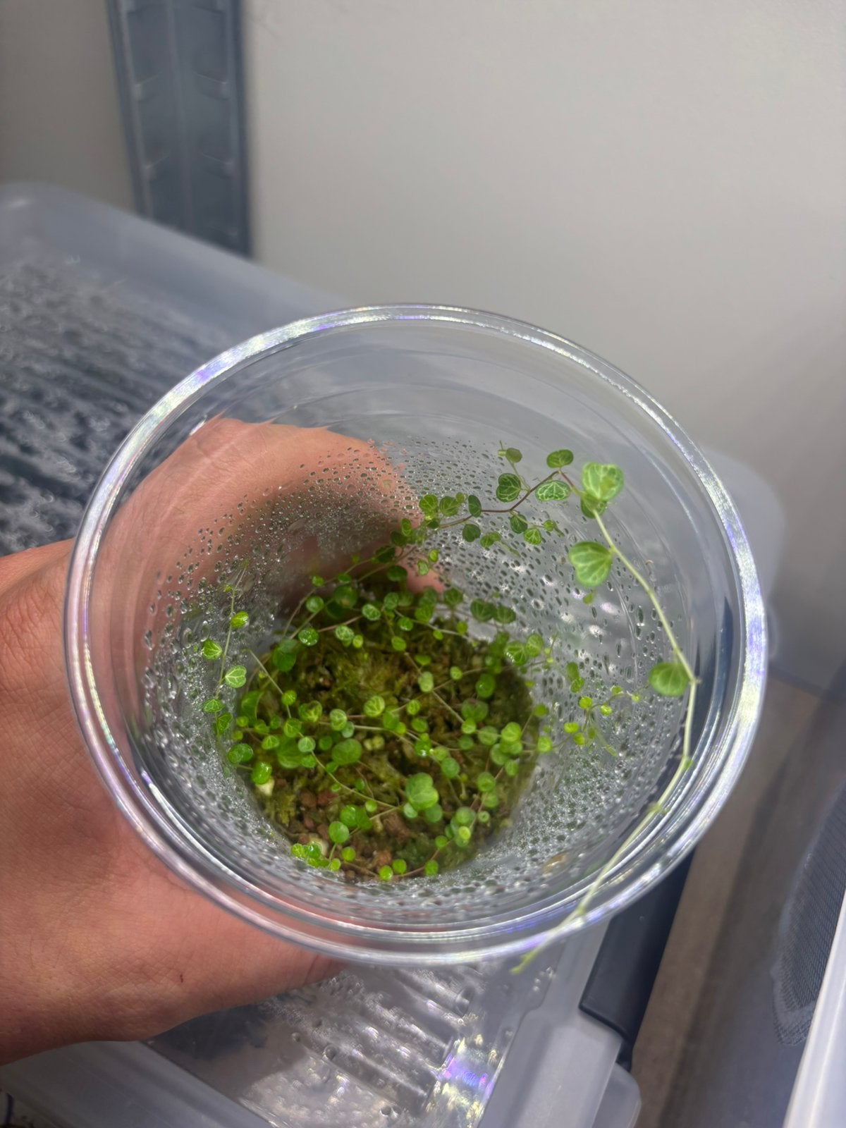 Peperomia emarginella, Animaux & Accessoires, Enlèvement ou Envoi, Neuf, Branche, Plante, Roche ou Pierre