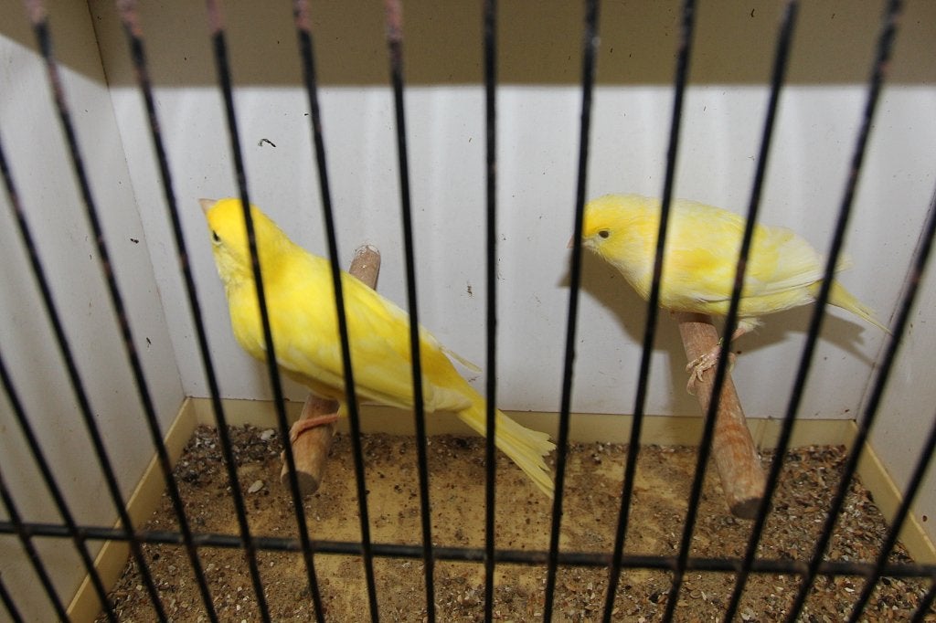 gele kanaries, Dieren en Toebehoren, Meerdere dieren, Kleurkanarie