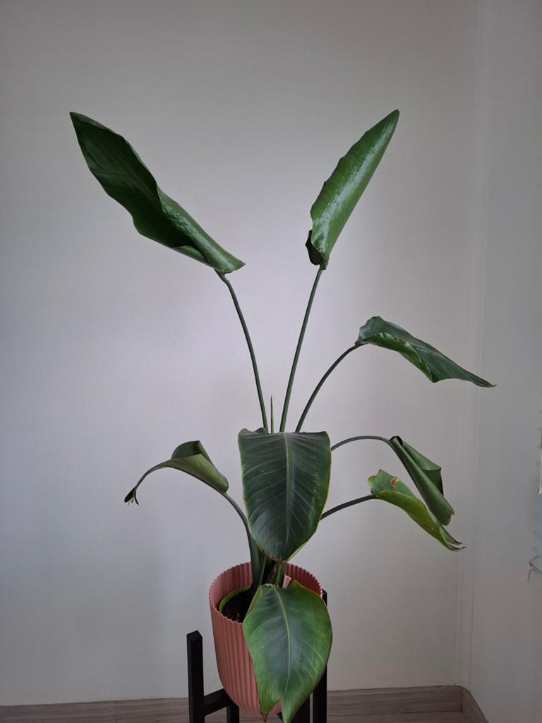 Strelitzia nicolai, Huis en Inrichting, Kamerplanten, Ophalen, 100 tot 150 cm, Overige soorten, Halfschaduw