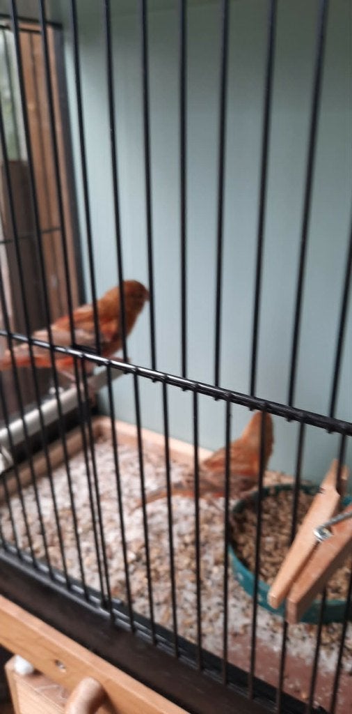 vogels, Vrouwelijk