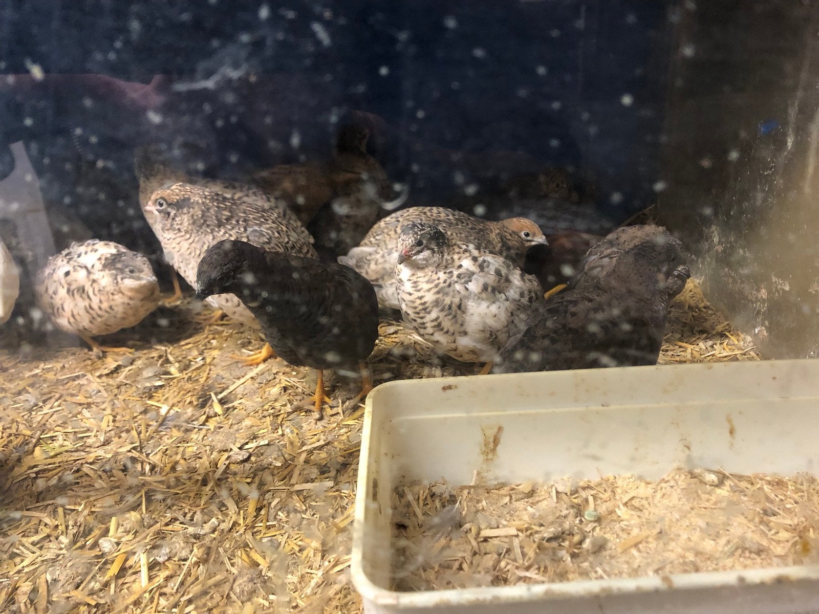 Chinese dwergkwartel, Dieren en Toebehoren