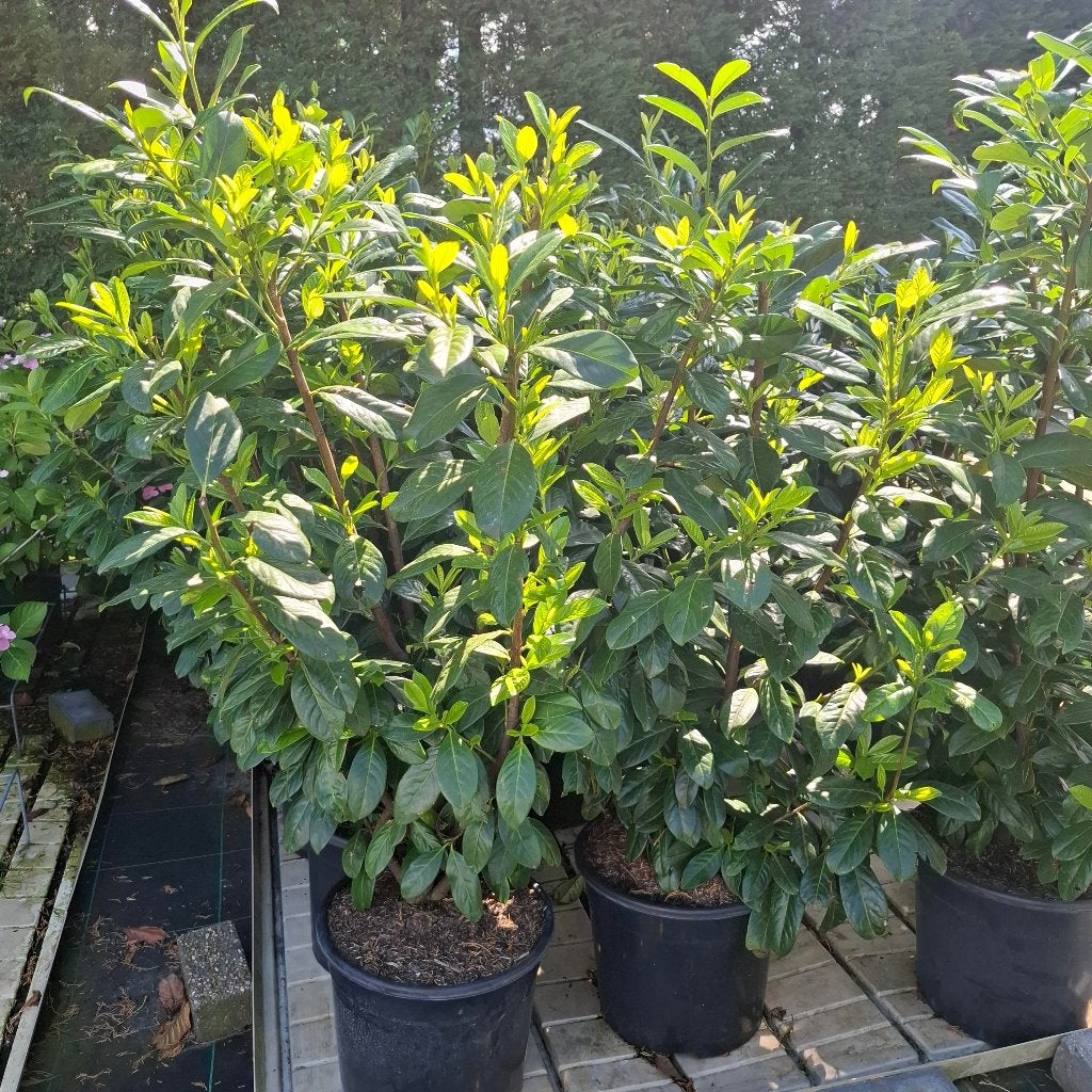 Laurierhagen in container, Jardin & Terrasse, Enlèvement, Laurier, Haie, Moins de 100 cm