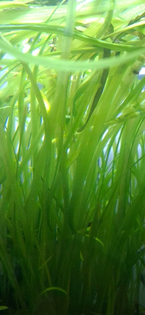 Plantes aquatiques Vallisneria à échanger, Enlèvement, Plantes incluses, Comme neuf, Plante(s), Pierre ou Bois