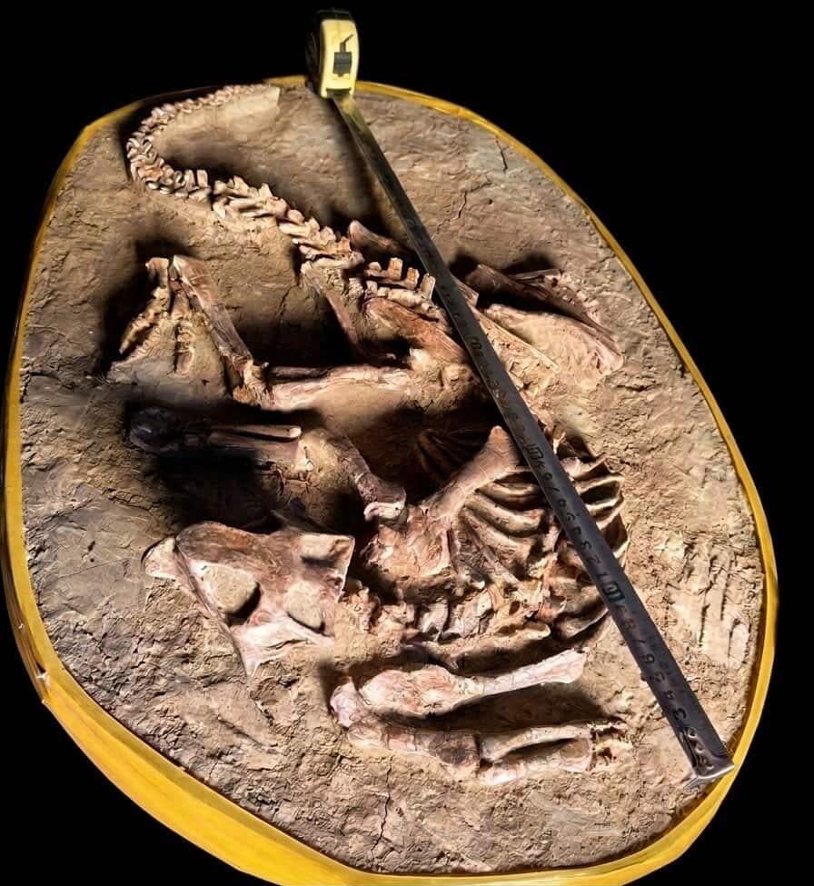 Psittacosaurus op matrix, Verzamelen, Mineralen en Fossielen, Ophalen