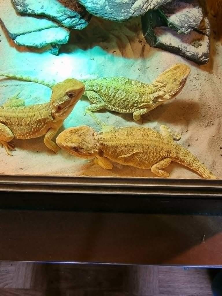 dwergbaardagamen trio 2 vrouwen 1 man met terrarium, Dieren en Toebehoren, Hagedis, Met terrarium, 0 tot 2 jaar