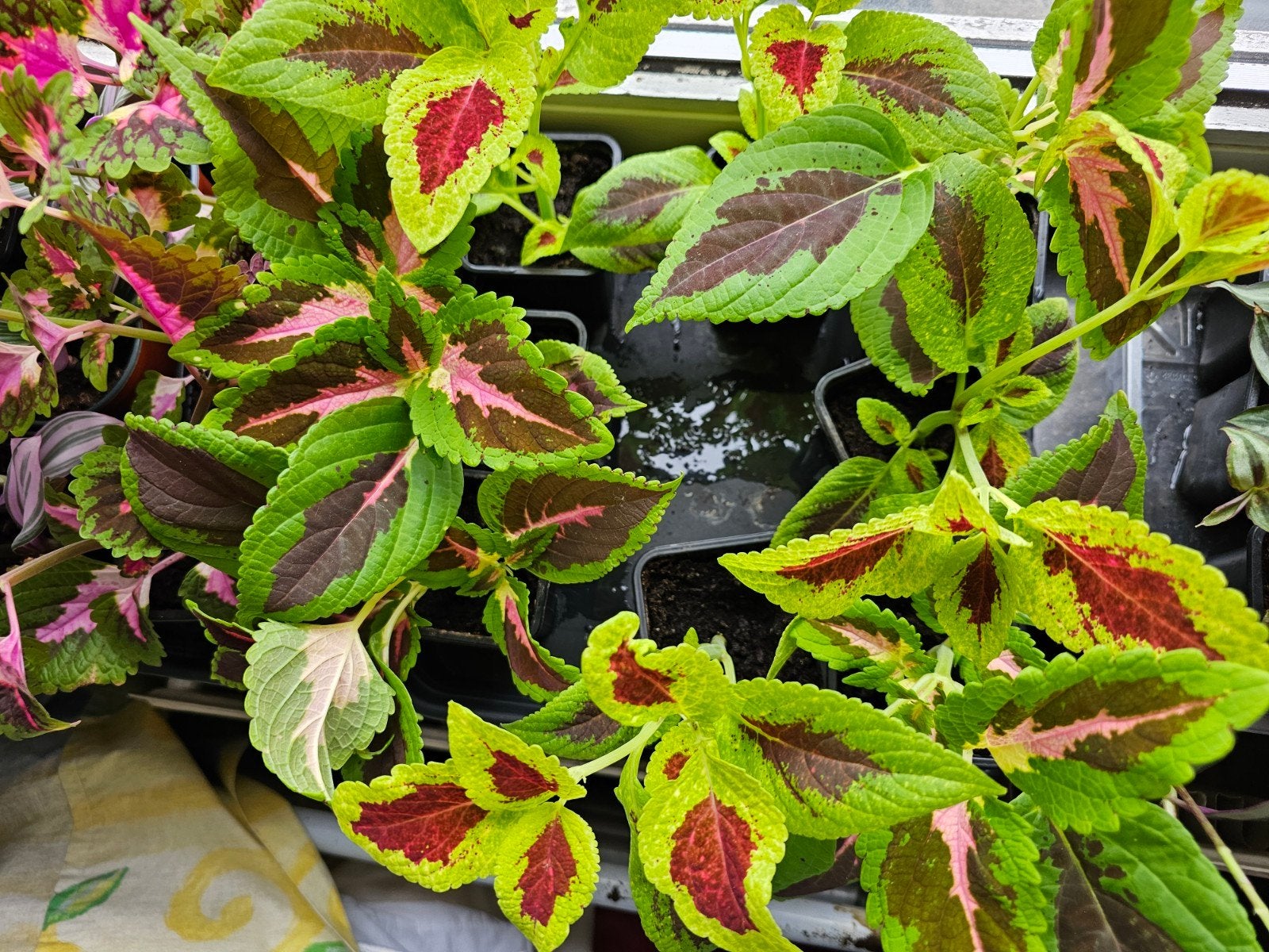 Coleus 3€ le pot, Maison & Meubles, Plantes d'intérieur, Enlèvement