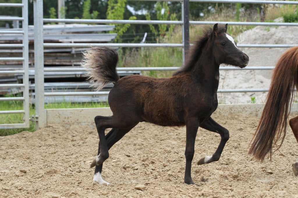 Minipaarden hengstveulen, Moins de 160 cm, 0 à 2 ans, Ne s'applique pas, Étalon