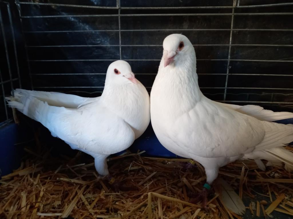 Kweekkoppel witte reisduiven, Dieren en Toebehoren, Pluimvee