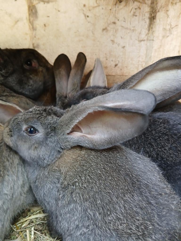Vlaamse reus 8 weken oud wildkleur, Animaux & Accessoires, Lapins, Grand, Plusieurs animaux, 0 à 2 ans
