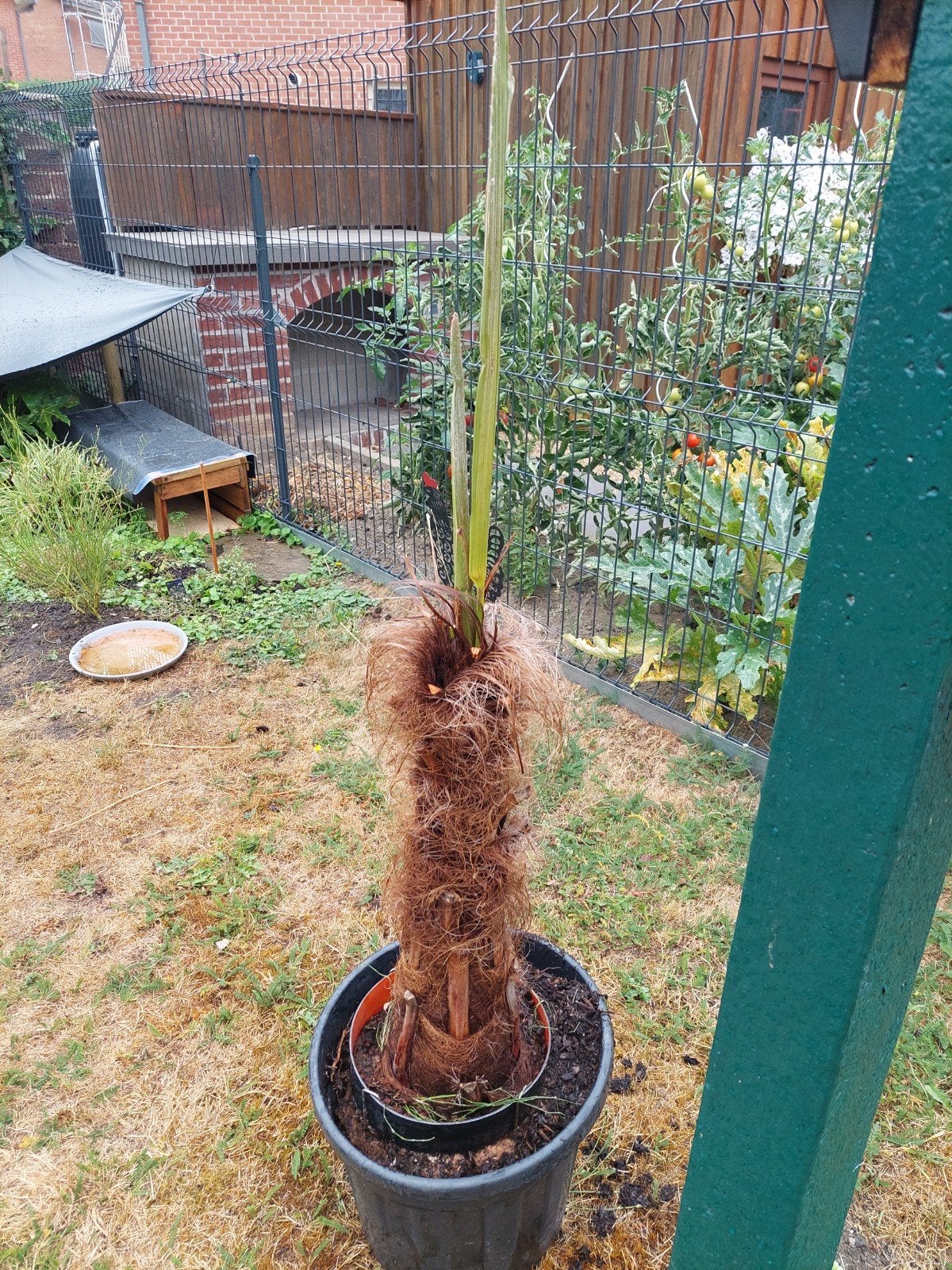 palmier   trachycarpus fortuna, Jardin & Terrasse, Enlèvement, Palmier