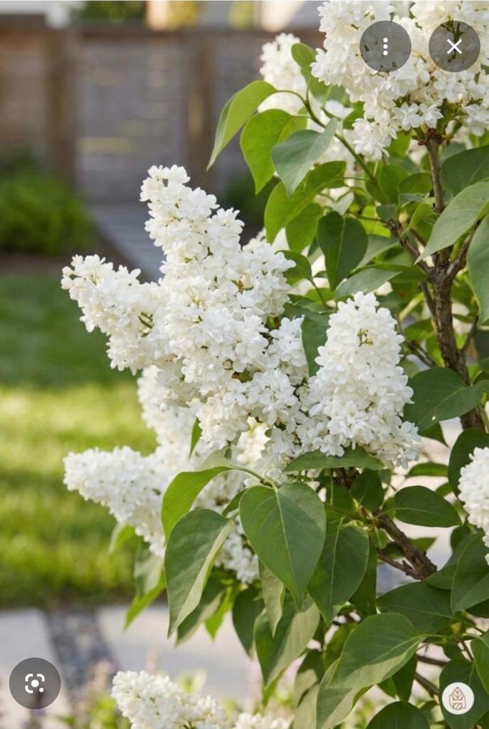 Stekken Witte sering (sierboom), Halfschaduw, Overige soorten, Minder dan 100 cm, Zomer
