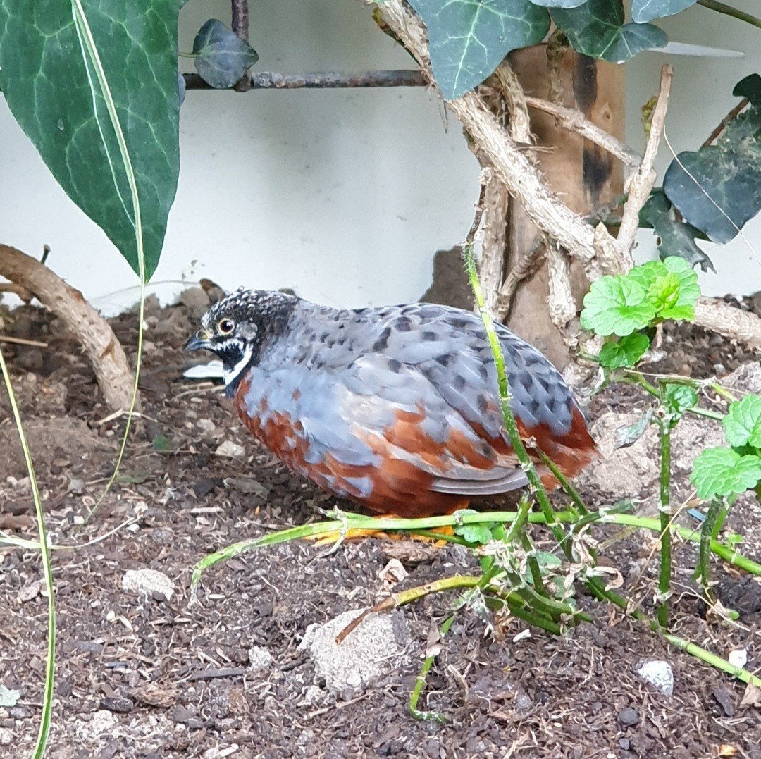 Chinese dwergkwartel Roodborst, Geringd