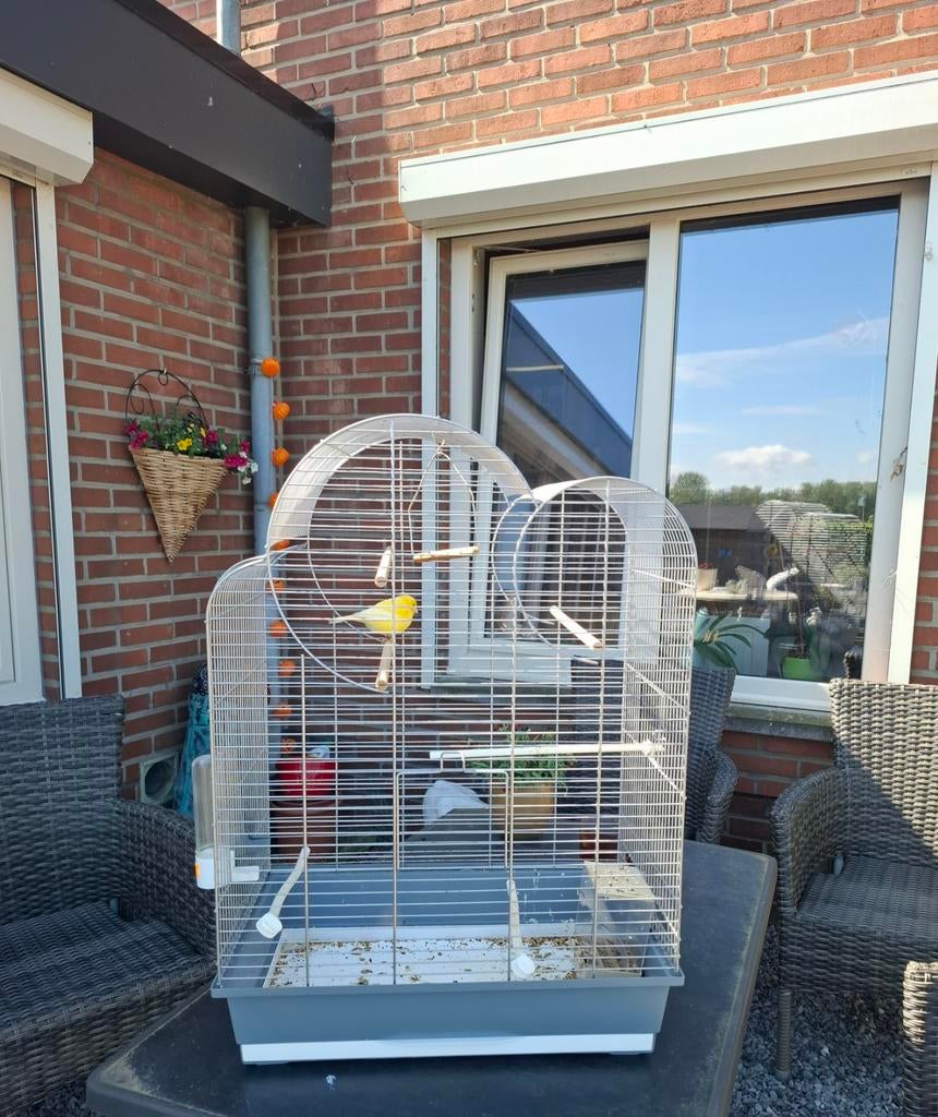 Te koop vogel kooi met kanarie, Dieren en Toebehoren, Ophalen, Zo goed als nieuw, Kunststof, Vogelkooi