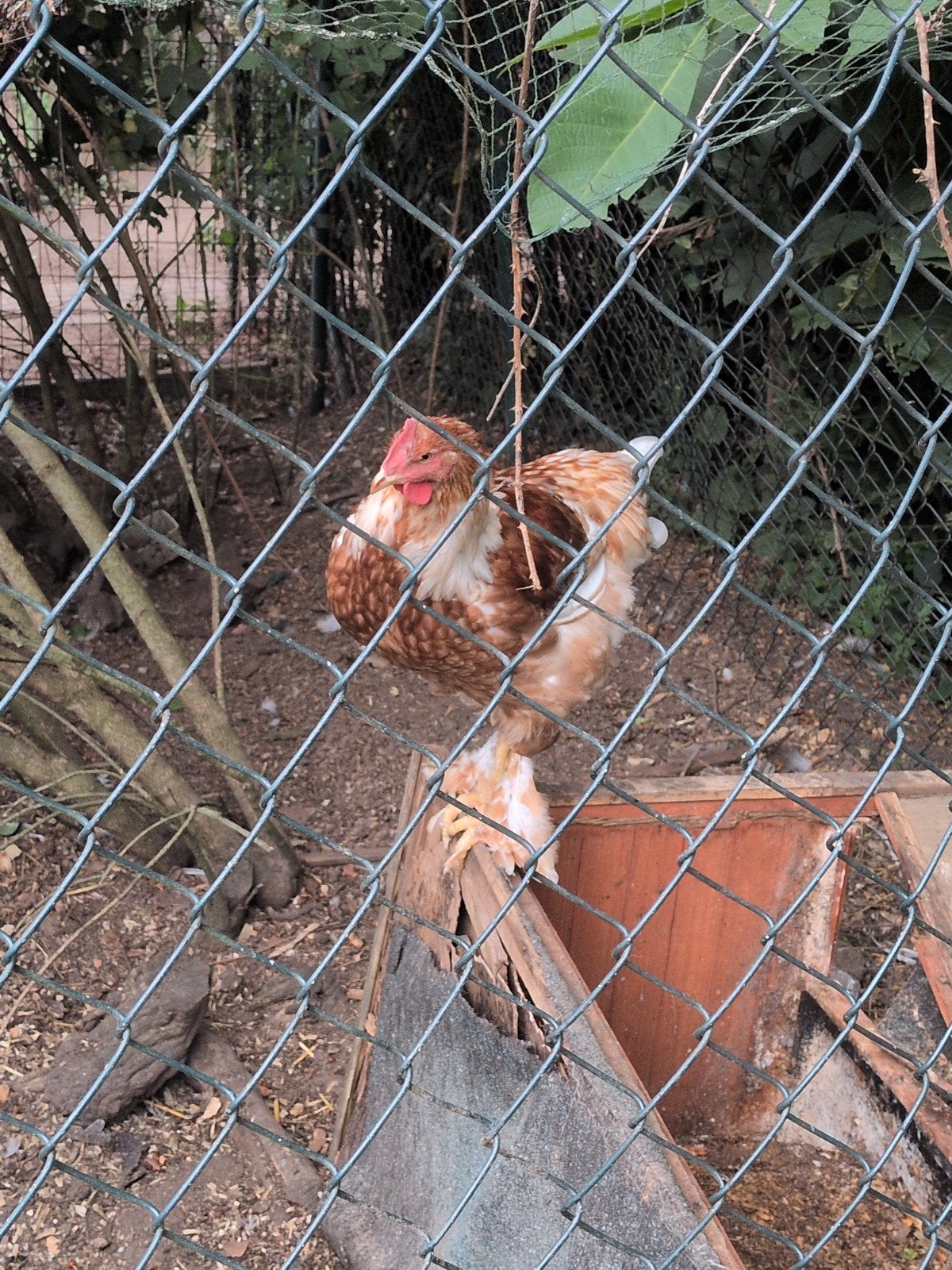 Jonge haan te koop, Dieren en Toebehoren, Pluimvee, Mannelijk, Kip