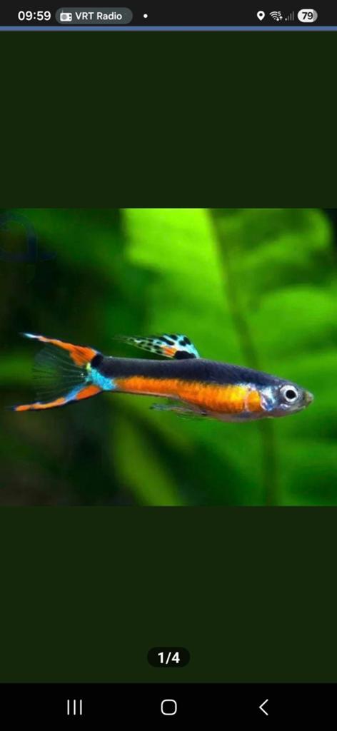 Endler's mix Santa Maria, Poisson