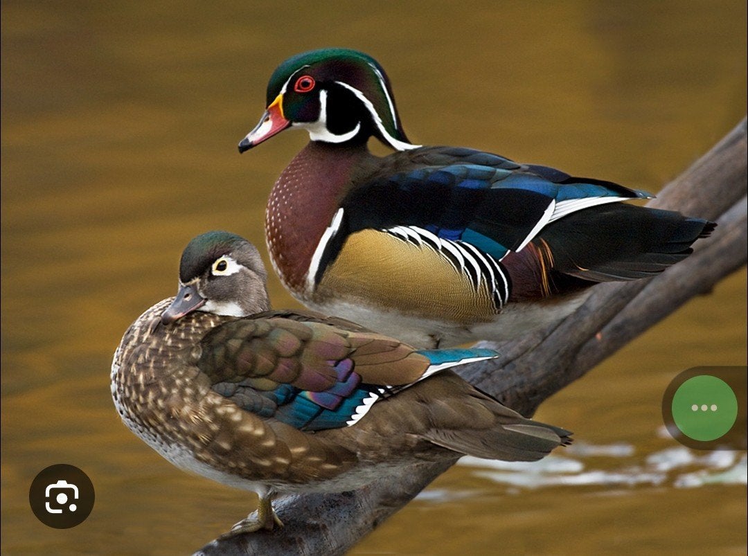 Carolinas, Animaux & Accessoires, Volatiles, Canard