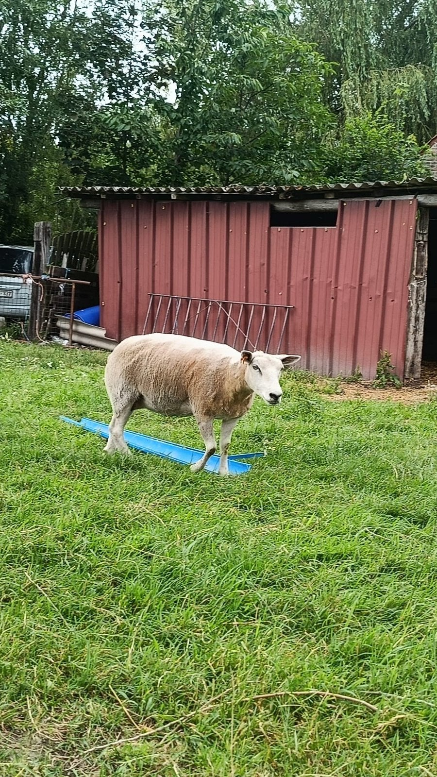 Schappen