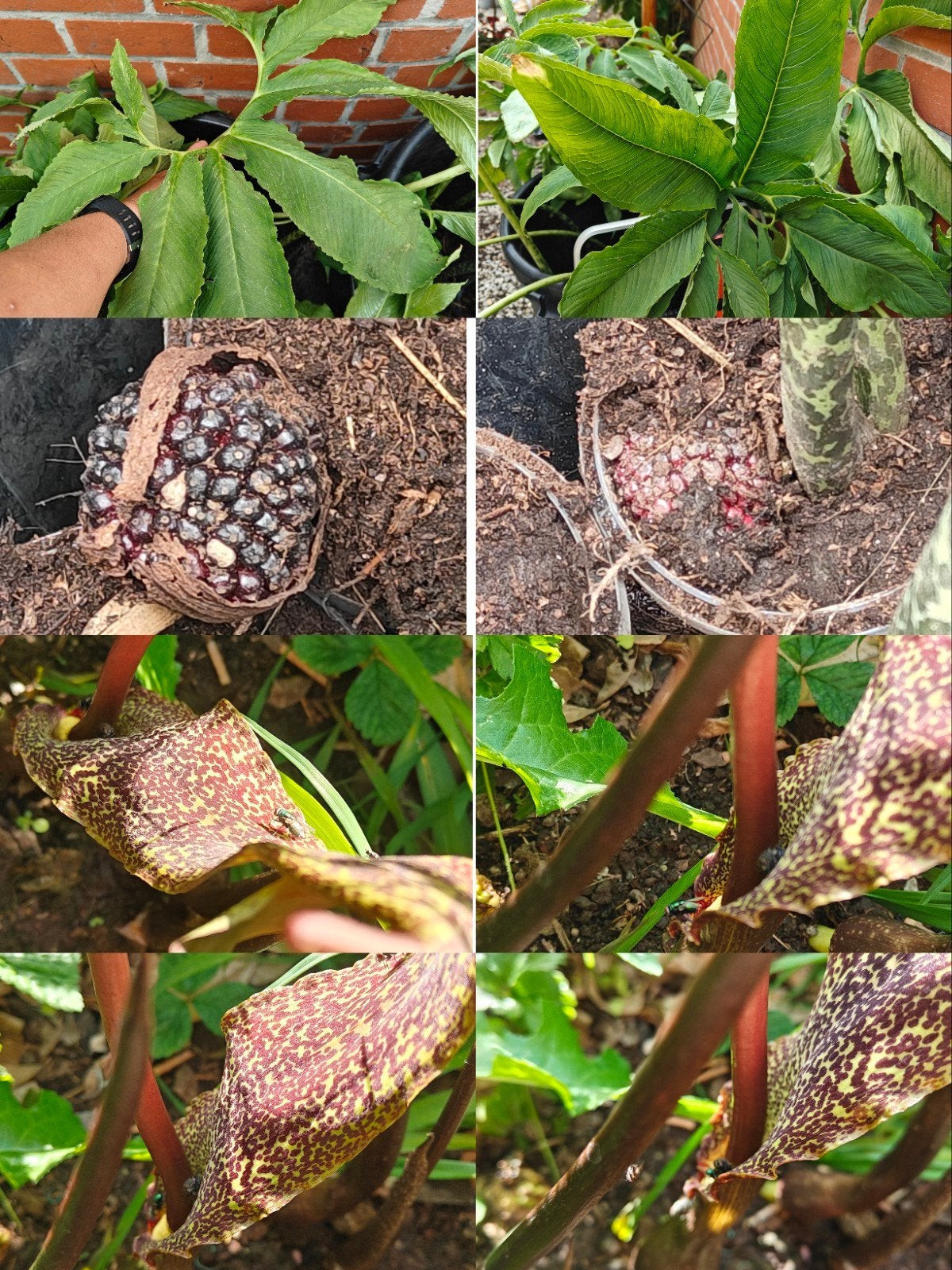 Sauromatum venosum (lis vaudou), Jardin & Terrasse, Printemps, Plante fixe, Mi-ombre, Enlèvement ou Envoi