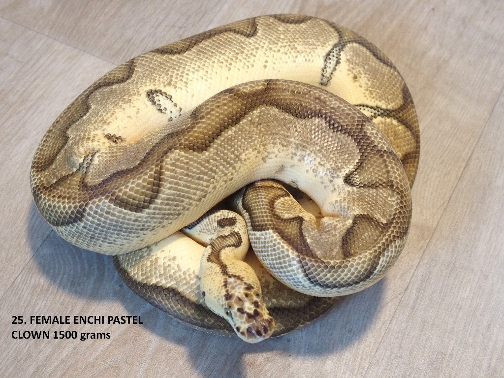 Koningspythons halfwas en volwassen kweekdieren deel 2 Ball Python - unknown for sale from Corallus