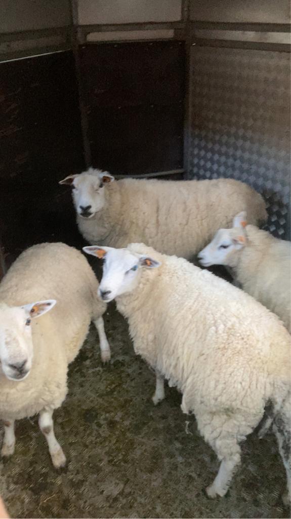 Rammen en ooien offerfeest