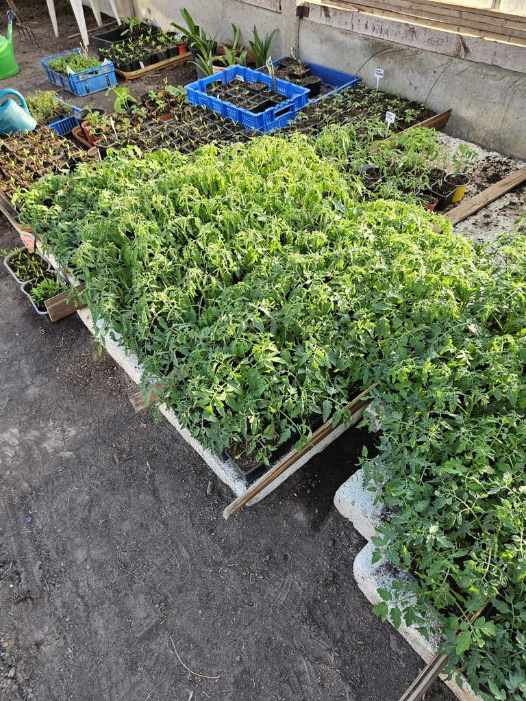 Tomaten, paprika, peper, aubergine en tijm, Tuin en Terras, Ophalen