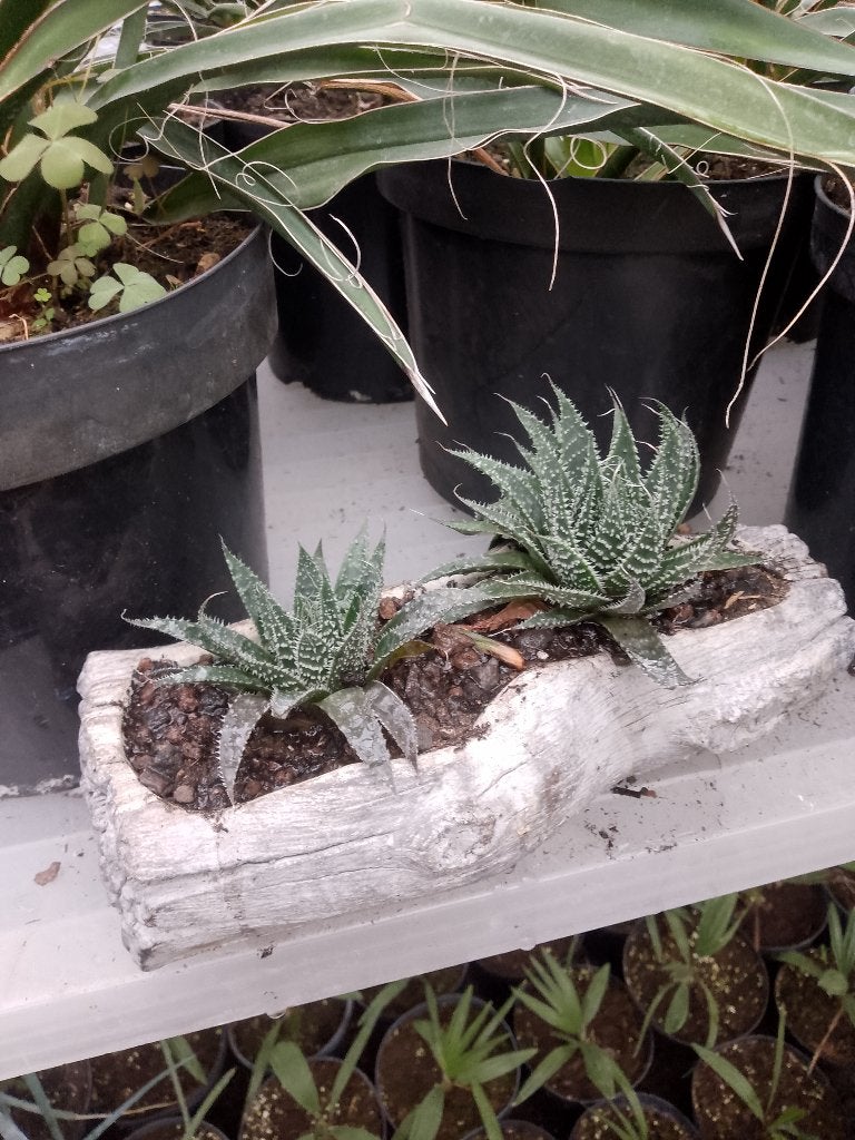 beton boomstam met vetplanten, Ophalen