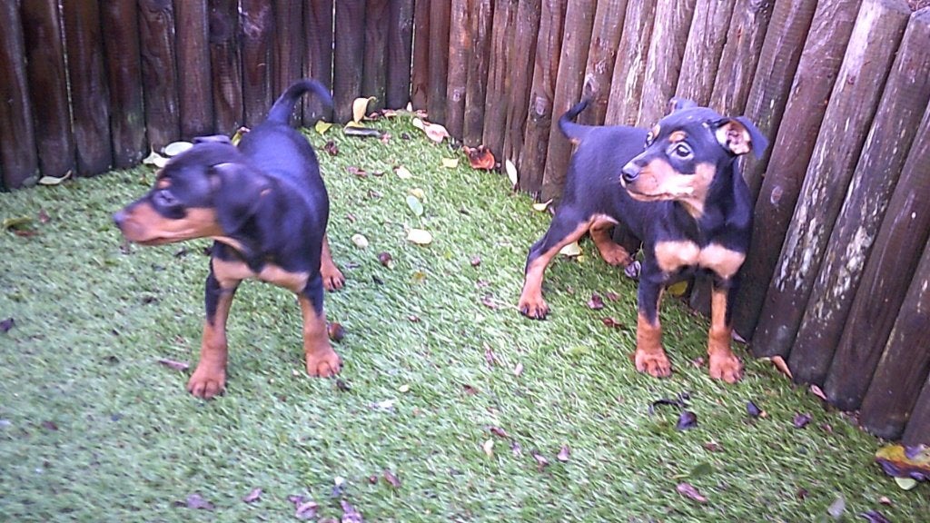 Pinscher pups, Dieren en Toebehoren, België, Overige rassen, CDV (hondenziekte), 8 tot 15 weken