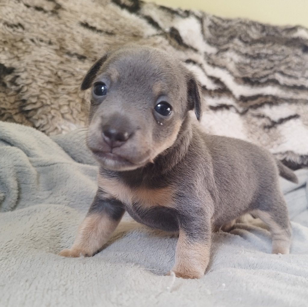 Jack Russell pups, Dieren en Toebehoren, Honden | Jack Russells en Terriërs, Meerdere dieren, Jack Russell Terriër, Particulier