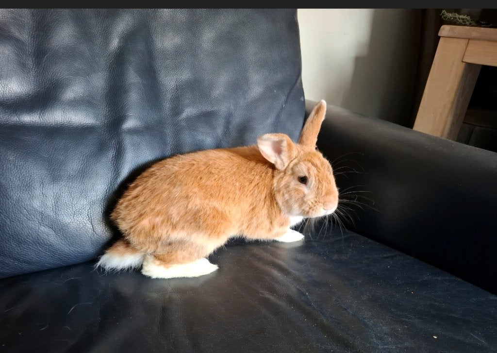 Lieve konijntjes, Dieren en Toebehoren, Konijnen