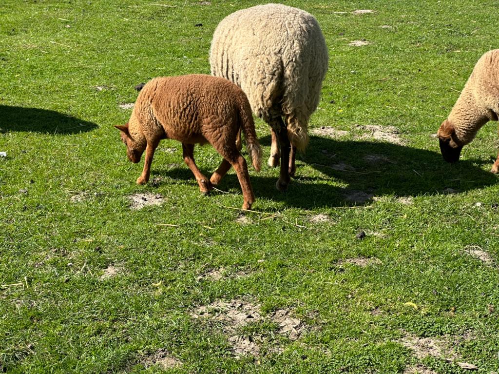 Ardense voskop ramlam., Dieren en Toebehoren, Schapen, Geiten en Varkens, Mannelijk, Schaap, 0 tot 2 jaar