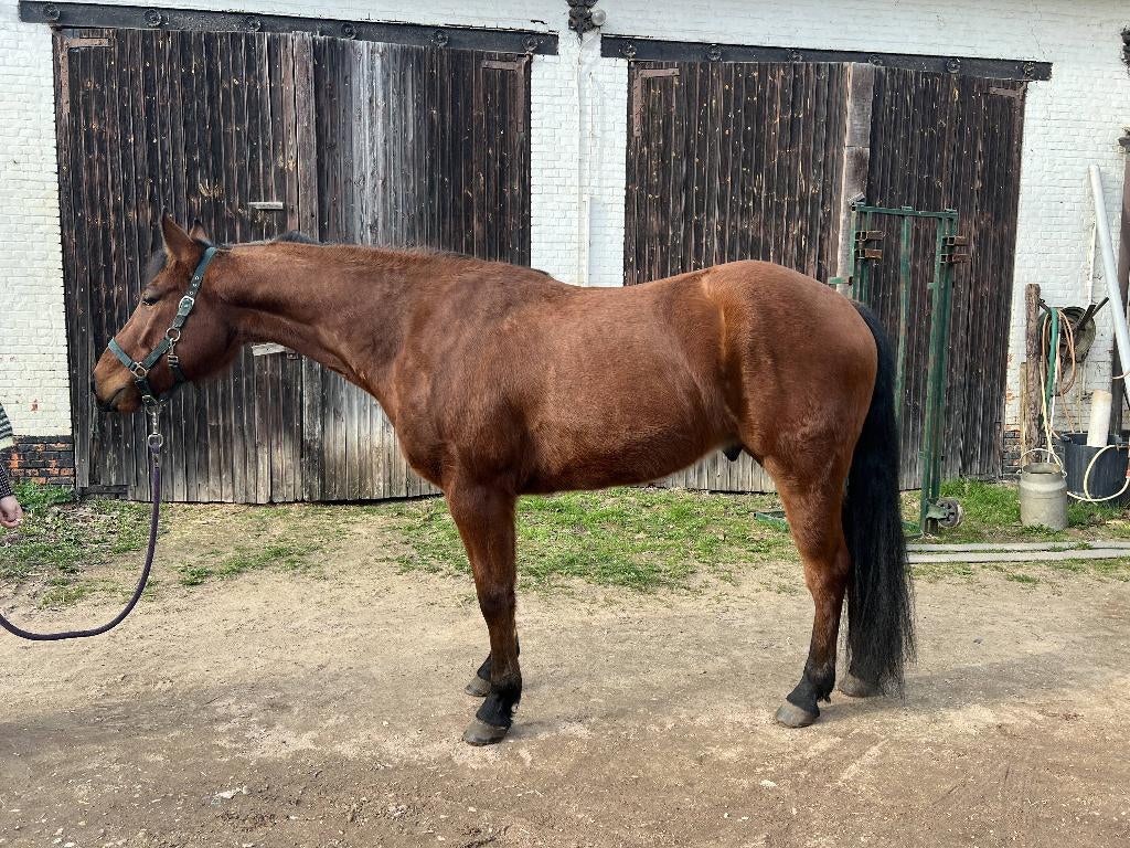 Quarter Horse ruin 2022, Dieren en Toebehoren, Paarden, Ruin, Niet van toepassing, Minder dan 160 cm, 3 tot 6 jaar, Westernpaard